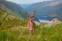 A mature Sika stag with growing antlers posses for the photographer high in the Wicklow Mountains.

Photograph thanks to Paddy Donegan