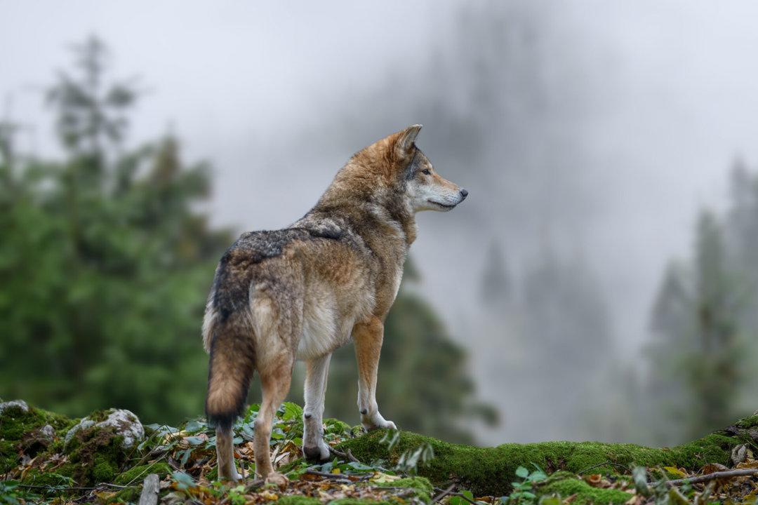 Jagd in HESSEN: Natürliche Besonderheiten für die Jagd, Demografie, Wildarten, Gesetze, Vereine und Besonderheiten