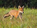 Ce matin là, j'ai pu observer ce joli renard roux en patrouille, à quelques mètres de mon affût durant la saison d'été 🦊 ! 🥰