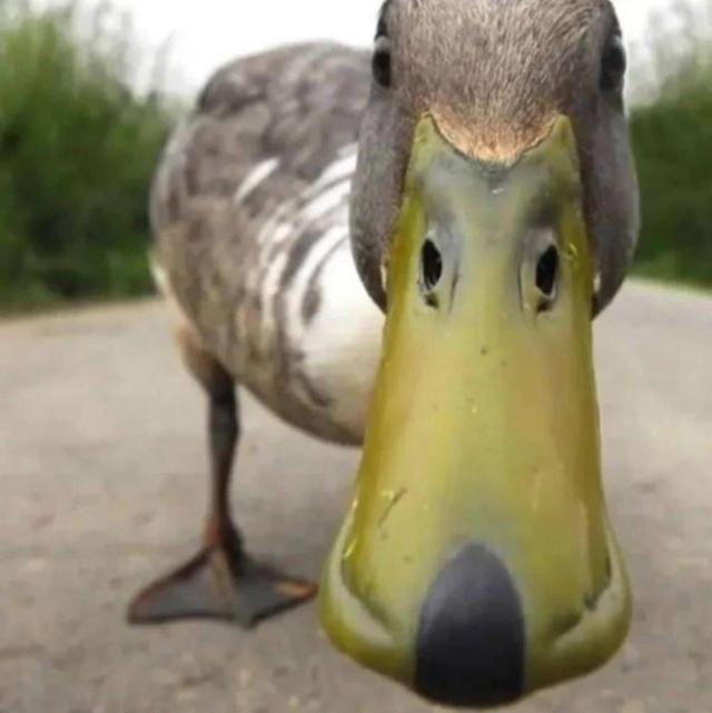 Poľovníctvo na Slovensku avatar