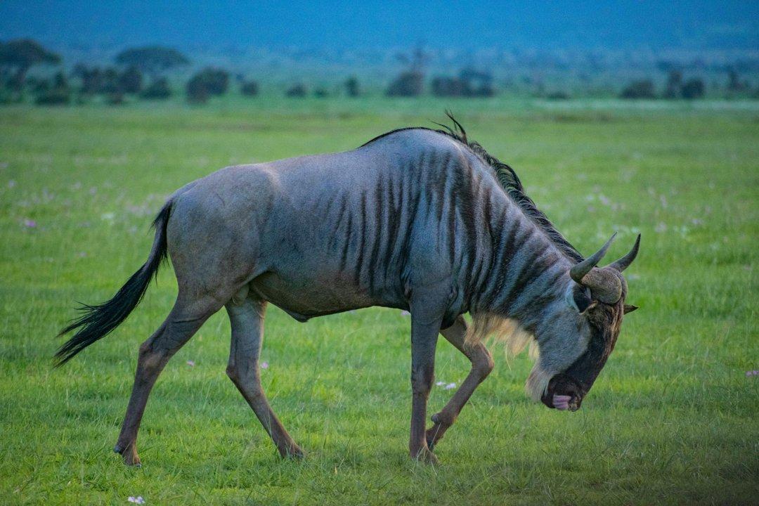 Hunting in MARRUPULA Province: Traditions, Laws, Techniques, and Conservation in Africa’s Wild Landscapes