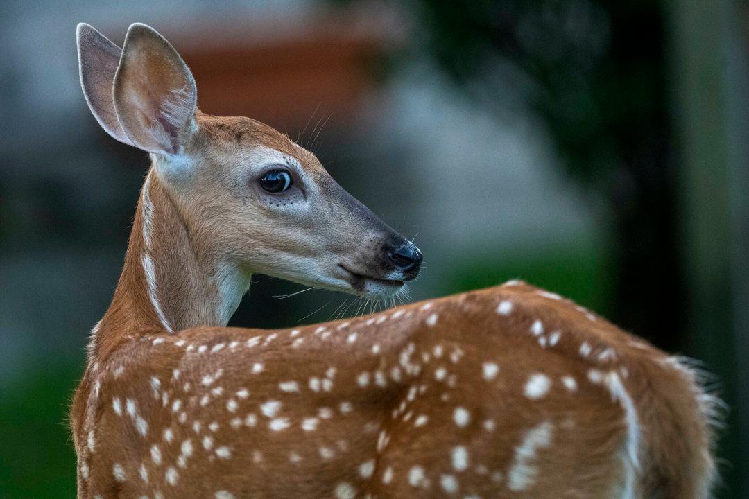 La Caza en el Estado de México: Guía para los Amantes de la Naturaleza – Explora Paisajes, Especies y Tradiciones de una Aventura Cinegética Inolvidable