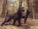 #terrier #workingdog #huntterrier #hunting #patterdaleterrier