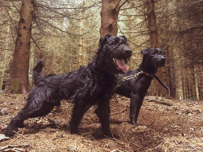 #terrier #workingdog #huntterrier #hunting #patterdaleterrier