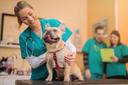 Animals get better care than their owners, study finds

A new study conducted by animal welfare charity Brooke suggests that pet owners are more likely to take their pet for a routine check-up at the vet than go to the doctor for a check-up themselves.

The study, which was conducted ahead of World Veterinary Day this Saturday, also found that almost 7 in 10 pet owners would always go to their vet in the first instance to get reliable advice on their animal’s wellbeing, ahead of consulting friends and family or checking social media.

As 9 in 10 people agree that vets are a vital part of the community, Brooke is highlighting this importance by putting a spotlight on vets all around the world.

Vet and TV broadcaster Dr Scott Miller said the findings show a huge reliance on vet services and highlight just how important vet professionals are to people in the UK.

“This is something we see replicated around the world, especially within the communities Brooke works in where people depend on their working animals to earn a living. This World Vet Day, I’m pleased to be supporting Brooke in shining a spotlight on the vet professionals who keep these animals healthy and make a long-lasting difference to their lives.”

Strengthening the skills and confidence of local vet professionals is a huge part of Brooke’s work in low-income communities across Africa, Asia, the Middle East and Latin America. There, many people rely on working horses, donkeys and mules to earn a living. It is vital, therefore, that these animals have access to good quality, welfare-friendly vet care to ensure they are kept happy and healthy.