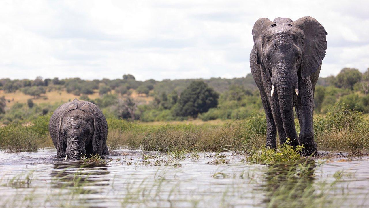 Hunting in Matabeleland, Zimbabwe: Discover the Local Demographics and Vibrant Hunting Associations of the Area  