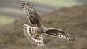 Scheme to protect hen harriers in England a waste of money, says wildlife group
Wild Justice says government initiative to relocate broods away from grouse moors ‘rewards past crimes’ of illegal killing
A £900,000 government scheme to “meddle” with nests of hen harriers is a waste of money and rewards those who kill them, a wildlife campaign group has said.

The claims are contained in a report produced by Wild Justice and released to coincide with the Glorious Twelfth, the official start of the grouse shooting season, on Saturday.

Grouse moor gamekeepers have historically killed hen harriers illegally because they eat smaller birds, including grouse.

Since the start of a government brood management scheme in 2018, 98 hen harriers have been confirmed as missingin suspicious circumstances or are known to have been illegally killed in the UK, many of them on or close to English grouse moors.

In order to combat the problem of the birds, which are endangered in the UK, continually going missing over moors, Natural England began a scheme which involves taking the eggs or chicks of some hen harriers nesting on grouse moors into captivity, rearing them to fledging age and releasing them back into the wild in the uplands of northern England.

They say th practice reduces the density of active hen harrier nests on grouse moors and is thought to reduce predation pressure on red grouse during the breeding season, so there is less incentive for harriers to be persecuted.

Nests containing young have in the past been stamped on, and mothers killed – leaving the chicks to starve. The government is working with grouse moor owners to discourage this behaviour