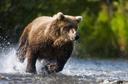 Прежде чем произвести выстрел по зверю, должен решить для себя, достигнет ли пуля цели, не сделает ли он подранка, опасного. Только четко обдуманный и прицельный выстрел поможет этого избежать.