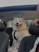 reedel!
Läheme kogu perega linnast välja. Sammy ei tea veel, et teda ootab uus sõber. Läheme parte jahtima. 

Mis plaanid sul nädalavahetuseks on?