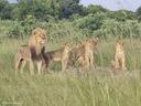  Hunting in Tuli Block, Zimbabwe: Geographical Features and Diverse Types of Hunting in the Region  

Nestled in the southeastern corner of Zimbabwe, where the majestic Limpopo River forms a natural boundary with South Africa and Botswana, lies the Tuli Block – a hidden gem for avid hunters. This unique region offers an unparalleled hunting experience steeped in raw wilderness, rich biodiversity, and cultural heritage. Whether you’re a seasoned hunter or embarking on your first African safari adventure, Tuli Block promises unforgettable memories. Let’s dive into what makes this area so special. 

Geographical and Natural Features of the Region from the Point of View of Hunting  

The Tuli Block is characterized by its rugged terrain, diverse ecosystems, and scenic beauty. The landscape includes rolling hills, rocky outcrops, riverine forests along the Limpopo River, and expansive mopane woodlands. These varied habitats support an abundance of wildlife, making it one of Zimbabwe’s premier hunting destinations. 
For hunters, the challenging topography adds excitement to the pursuit. Dense thickets provide cover for elusive species like leopards, while open plains are ideal for stalking larger game such as elephants and buffaloes. Water sources scattered throughout the region attract animals year-round, creating predictable patterns that skilled hunters can exploit. 

Hunters and Demographics of the Region  

While precise statistics on the number of local hunters in Tuli Block are not readily available, the region primarily attracts international hunters seeking trophy animals. Most visitors come from North America, Europe, and other parts of southern Africa. Locally, hunting remains a niche activity due to economic constraints and urbanization trends. However, rural communities often participate indirectly through employment opportunities created by hunting concessions and lodges. 
International hunters are drawn to Tuli Block because of its reputation for high-quality trophies and ethical hunting practices. The region's exclusivity also appeals to those looking for a more private and intimate hunting experience compared to busier areas like Hwange National Park. 

Hunting Characteristics  

Tuli Block is renowned for offering both rifle and bow hunting opportunities. Its vast unfenced conservancies allow free-roaming wildlife, providing a true "fair chase" experience. Hunters must rely on their skills, patience, and knowledge of animal behavior rather than relying on confined spaces. 
The region is particularly famous for its large herds of elephant, which are among the largest tuskers in Zimbabwe. Other sought-after species include Cape buffalo, kudu, impala, waterbuck, and predators like lion and leopard. Each hunt requires careful planning and adaptability due to the varying difficulty levels associated with different species. 
Types of Hunting in the Region  

    Big Game Hunting:  Targeting iconic species such as elephant, buffalo, lion, and leopard.
    Plains Game Hunting:  Focused on antelope species like kudu, eland, sable, and impala.
    Dangerous Game Hunts:  For experienced hunters seeking adrenaline-pumping encounters with lions, leopards, and crocodiles.
    Bow Hunting:  Increasingly popular due to the region’s dense vegetation, which provides excellent ambush points.
Guided hunts are standard practice, ensuring safety and adherence to regulations. Professional guides possess intimate knowledge of the terrain and animal movements, enhancing success rates while minimizing environmental impact. 

Hunting Seasons in the Region  

Zimbabwe’s hunting season typically runs from April to November, coinciding with the dry winter months when animals congregate around waterholes. During this period, cooler temperatures make tracking easier, and visibility improves as vegetation thins out. 
Specific seasons vary by species: 
    Elephant:  May to September
    Buffalo:  April to October
    Lion and Leopard:  Year-round (subject to permits)
    Plains Game:  April to November
It’s crucial to book well in advance, especially for big game hunts, as quotas are strictly enforced to ensure sustainable management of wildlife populations. 

Associations and Clubs of Hunters in the Region  

Several organizations play vital roles in promoting responsible hunting and conservation in Tuli Block: 
    Zimbabwe Professional Hunters Association (ZPHGA):  Sets industry standards and advocates for ethical hunting practices.
    Safari Operators Association of Zimbabwe (SOAZ):  Represents outfitters and ensures compliance with national laws.
    CAMPFIRE Program:  Empowers rural communities by sharing revenue generated from hunting licenses and fees.
These bodies work closely with government agencies to balance ecological preservation with economic benefits derived from hunting tourism. 

Legislation of Hunting in the Region  

Hunting in Tuli Block operates under stringent regulations set by the Zimbabwe Parks and Wildlife Management Authority (ZPWMA). Key provisions include: 
    Mandatory use of licensed professional guides.
    Strict quotas for each species based on population surveys.
    Prohibition of hunting endangered species without special permits.
    Requirement for hunters to export trophies through authorized channels.
Violations carry severe penalties, including fines and imprisonment. Ethical conduct is non-negotiable, and hunters are expected to adhere to fair chase principles at all times. 

Tuli Block stands out as a world-class hunting destination thanks to its pristine landscapes, abundant wildlife, and commitment to ethical practices. From thrilling pursuits of dangerous game to serene moments spent observing Africa’s untamed beauty, every aspect of the experience resonates with authenticity and adventure. 
So pack your gear, sharpen your instincts, and prepare for the ultimate hunting expedition in the heart of Zimbabwe’s wild frontier.   
