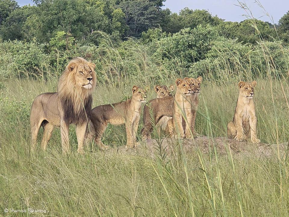 Hunting in Tuli Block, Zimbabwe: Geographical Features and Diverse Types of Hunting in the Region  