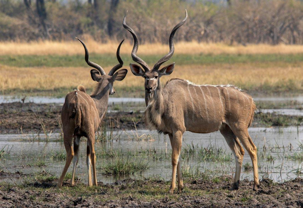 Hunting in the ROVUMA RIVER Region: Traditions, Techniques, and Conservation in a Unique African Landscape