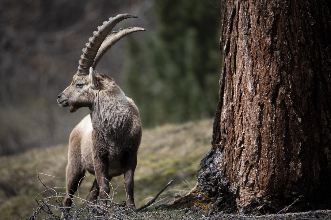 Jagd im Bernina (Kanton Graubünden), Schweiz: Topografie, Bevölkerung, Jagdansätze, Wildtiere, Jagdzeiten, Verbände, Vorgaben und Traditionen