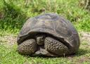 Морске корњаче су величанствена створења којима се диве због своје мудрости и издржљивости. Они насељавају океане широм света и симболи су отпорности и отпорности. Ево не