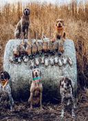 Top 10 Best Hunting Dog Breeds: Ultimate Guide for Hunters

Discover the top 10 best hunting dog breeds for every hunter! From Labrador Retrievers to Norwegian Elkhounds, learn which breed matches your hunting style and environment.  

Hunting dogs have been indispensable companions to hunters for centuries, combining sharp instincts, unwavering loyalty, and specialized skills to track, retrieve, and flush game. Whether you’re a seasoned hunter or a novice, choosing the right breed can make or break your outdoor adventures. In this guide, we’ll explore the **top 10 best hunting dogs**, their unique traits, and why they excel in the field.  

1. Labrador Retriever

**Best For:** Waterfowl, upland bird hunting  
The Labrador Retriever reigns as America’s most popular dog breed—and for good reason. Labs are natural swimmers with a “soft mouth” that gently retrieves game without damaging it. Their high intelligence, trainability, and friendly demeanor make them ideal for duck hunting and family life.  
- **Key Traits:** Strong retrieving instinct, endurance, adaptability to cold water.  
- **Pro Tip:** Labs thrive with consistent training and plenty of exercise.  

2. German Shorthaired Pointer (GSP)

**Best For:** Versatile hunting (birds, rabbits, even deer)  
The German Shorthaired Pointer is a **jack-of-all-trades** in the hunting world. Known for their speed, agility, and keen nose, GSPs excel at pointing, flushing, and retrieving. They’re equally comfortable in fields, forests, or water.  
- **Key Traits:** High energy, loyalty, and a natural “pointing” stance.  
- **Pro Tip:** Keep them mentally stimulated—bored GSPs can become destructive.  

3. English Springer Spaniel

**Best For:** Flushing birds (pheasants, quail)  
This compact, energetic breed specializes in **flushing game** from dense brush. English Springer Spaniels work closely with hunters, using their keen sense of smell to locate birds and spring them into the air.  
- **Key Traits:** Agile, affectionate, and excellent in thick cover.  
- **Pro Tip:** Their long ears require regular cleaning to prevent infections.  

4. Beagle

**Best For:** Small game (rabbits, hares)  
Beagles are scent hounds with a legendary nose for tracking. Their compact size allows them to navigate tight spaces, and their persistent barking (“baying”) helps hunters locate prey.  
- **Key Traits:** Stamina, curiosity, and pack-friendly nature.  
- **Pro Tip:** Beagles can be stubborn—patience is key during training.  

5. Bloodhound

**Best For:** Tracking wounded game  
With a sense of smell **1,000 times stronger** than humans, Bloodhounds are unmatched trackers. They’re often used to locate wounded deer or missing persons over long distances.  
- **Key Traits:** Tenacity, droopy ears that trap scents, calm temperament.  
- **Pro Tip:** Early socialization is critical for this strong-willed breed.  

6. Brittany Spaniel

**Best For:** Upland bird hunting  
Brittanys are agile, medium-sized dogs that combine pointing and retrieving skills. They’re lighter and faster than many spaniels, making them perfect for open-field hunts.  
- **Key Traits:** Eager to please, high energy, and gentle with children.  
- **Pro Tip:** Avoid harsh training methods—they respond best to positive reinforcement.  

7. Vizsla

**Best For:** All-around hunting (birds, rabbits)  
The Vizsla’s sleek build and athleticism make it a favorite among upland hunters. Originating in Hungary, this breed forms deep bonds with owners and thrives on companionship.  
- **Key Traits:** Affectionate, low-shedding coat, and exceptional endurance.  
- **Pro Tip:** Vizslas are prone to separation anxiety—keep them close!  

8. Chesapeake Bay Retriever

**Best For:** Cold-water duck hunting  
Built for harsh conditions, the “Chessie” has a waterproof coat, webbed feet, and unmatched determination. They’re tougher and more independent than Labradors, ideal for rugged retrieves.  
- **Key Traits:** Protective instincts, strong work ethic, and resilience.  
- **Pro Tip:** Early socialization prevents overprotectiveness.  

9. Weimaraner

**Best For:** Big game (deer, boar) and birds  
Weimaraners are versatile hunters with striking silver-gray coats. Their speed and stamina make them excellent for tracking large game, while their intelligence aids in complex tasks.  
- **Key Traits:** Fearless, loyal, and highly trainable.  
- **Pro Tip:** Provide plenty of exercise to curb hyperactivity.  

10. Norwegian Elkhound

**Best For:** Elk, moose, and bear hunting  
This ancient Nordic breed is built for endurance in harsh climates. Norwegian Elkhounds use their loud bark to corner large game until hunters arrive.  
- **Key Traits:** Thick double coat, independence, and bravery.  
- **Pro Tip:** Regular grooming is essential for their dense fur.  

Choosing the Right Hunting Dog: Key Considerations

1. **Hunting Style:** Match the breed to your prey (e.g., retrievers for waterfowl, hounds for tracking).  
2. **Climate Tolerance:** Consider coat type (e.g., Chessies for cold water, Vizslas for moderate climates).  
3. **Trainability:** High-energy breeds like GSPs need experienced handlers.  
4. **Family Compatibility:** Labs and Brittanys are great for homes with kids.  

Training Tips for Hunting Dogs

- Start obedience training early (8–12 weeks old).  
- Use scent games to sharpen tracking instincts.  
- Expose puppies to gunfire gradually to avoid fear.  
- Reward-based methods yield the best results.  

Final Thoughts

The **best hunting dog** depends on your specific needs, environment, and hunting goals. Whether you prioritize versatility, endurance, or family-friendly traits, there’s a breed on this list that’s perfect for you. Invest time in training, build a strong bond, and your hunting dog will become an irreplaceable partner in the field.  

#hunting #dogs