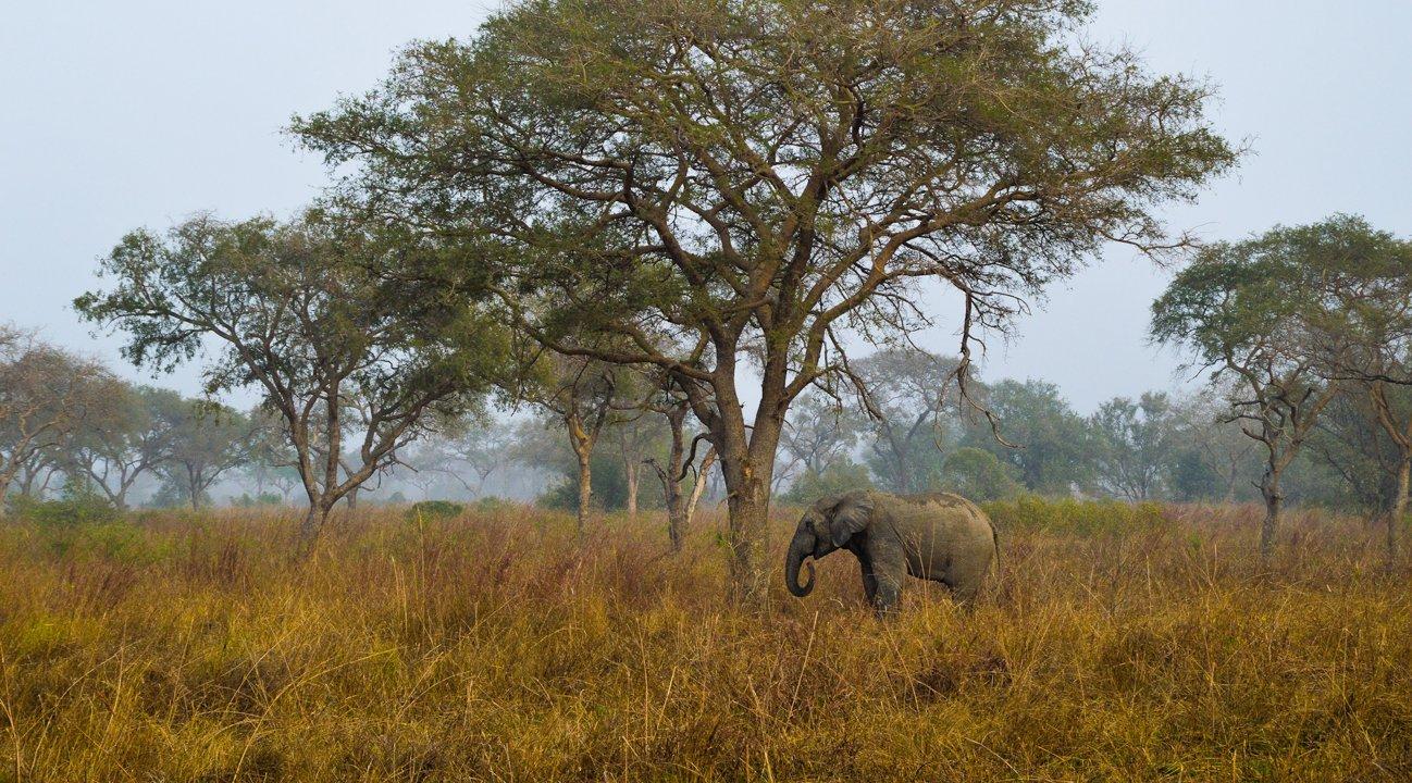 Hunting in Couffo: A Comprehensive Guide for Hunters – Exploring Opportunities, Challenges, and Conservation Efforts (PART 1)