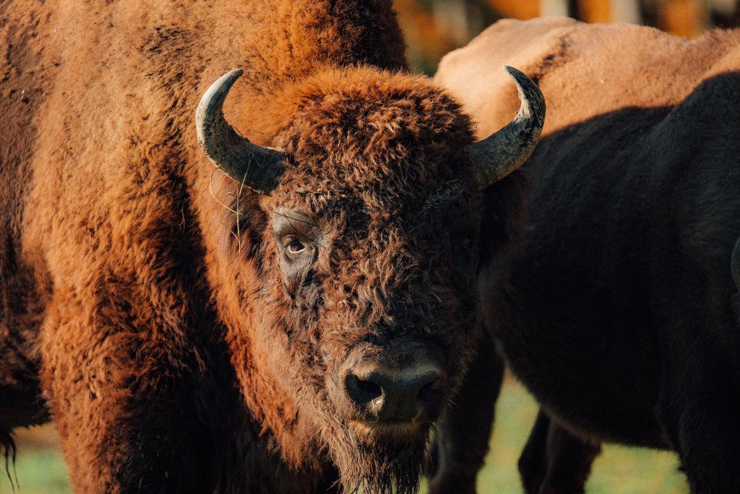 Jagd im ROTHAARGEBIRGE: Struktur der örtlichen Jägerschaft, spezifische Anforderungen an die Jagdausübung und überliefertes jagdliches Brauchtum