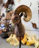 Taxidermy Is Art. No Debates Needed. 🎯

I hunt because I love nature. I mount trophies because I respect it.

Taxidermy isn’t some weird obsession or macho flex. It’s the way I capture the wild — raw and honest. That moment when I locked eyes with a rutting buck, or the adrenaline when the boar came crashing through the thicket… a picture fades. A head mount? That’s memory solidified. That’s real.

Some folks say it’s just “stuffed animals.” Yeah? Then you’ve never watched a true taxidermist breathe life back into glass eyes and cured hide. It takes more than glue and foam — it takes knowledge, precision, and soul. That’s craftsmanship. That’s art.

These trophies on my wall? They aren’t kills. They’re chapters. They’re why I remember every sunrise I froze through, every footprint I followed, every time I sat in complete silence — just waiting.

I don’t do it for show. I do it because the wild deserves to be remembered properly.

Call it what you want. I call it respect in its purest, most tangible form.
