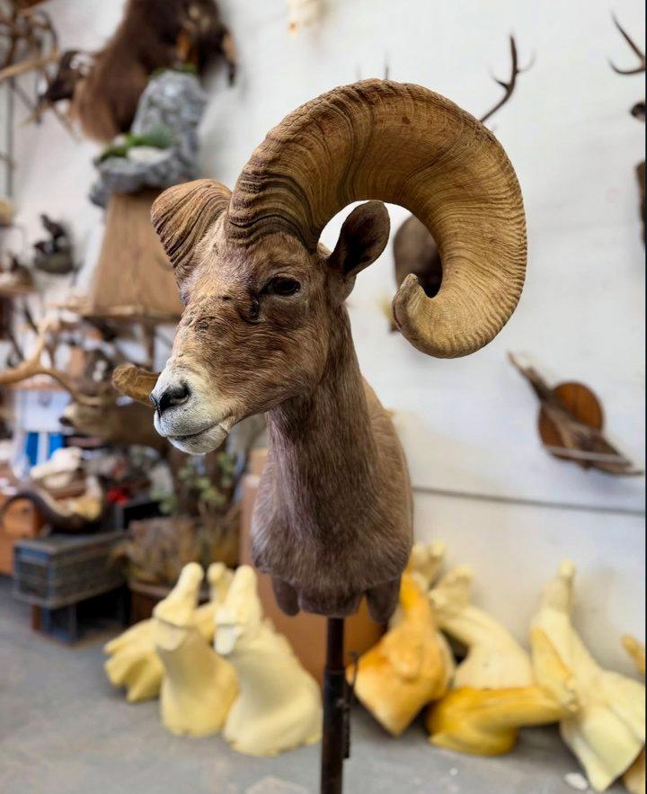 Taxidermy Is Art.