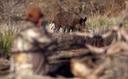 5 Best States for Pig Hunting
Looking to hit the road for a hog hunt? These five stops are prime for swine
Feral hogs are one of the country’s great ecological disasters. Few pests are more difficult to control, or more immediately detrimental to native ecosystems. In fact, some biologists consider hogs to be the most destructive invasive species on the planet. Though their spread across the United States has been slowed a bit over the past few years, thanks to smart regulations and trapping measures, wild pigs are nonetheless here to stay in many parts of the country. 
Unfortunately, new pig populations most often arise because people intentionally relocate them in hopes of hunting them. That’s why states without existing pig problems have actually taken to outlawing pig hunting — much to the consternation of local hunters who can’t understand how not shooting pigs is actually the best way to control them. But the reality is, pigs breed too fast, and are too intelligent, to control them by standard sport hunting means. Trapping entire family groups, called sounders, at once is about the only effective means of control. 
Still, wild pigs are undeniably fun to hunt. Younger hogs, especially, can be excellent to eat, too. And in several states, particularly in the Southeast, the pig problem is so far gone that you might as well enjoy hunting them when you get the chance. And that brings us to the subject of the best states to hunt. 
If you’re planning a pig hunting road trip, understand that while it is generally inexpensive compared with big-game hunting, it’s rarely free. It’s true that wild hogs can be found on public land, but the odds of scoring on a DIY public pig hunt are pretty slim. Most WMAs restrict pig hunting to open hunting seasons for other game only, when the woods will be crowded with other hunters. When pigs feel the slightest hint of hunting pressure, they retreat to thick cover and assume nocturnal tendencies. A public hunt isn’t impossible, but know what you’re getting into. 
But it’s not difficult to find a good private land pig hunt. Many outfitters and hunting clubs specialize in pig hunting, and some even have day rates where you can watch a feeder and shoot a pig or two, or hunt them via spot and stalk for a few hundred bucks. Others hunt with bay and catch dogs, which is fun, but also not for the faint of heart. If you’re after something a little more exotic, like hunting hogs at night with thermal equipment, expect to pay closer to a thousand bucks for the night.
Regardless of your preferences, these five states, listed in no particular order, have you covered. 

1. Florida
The Sunshine State is likely where the pig problem began. It’s suspected that Spanish explorers — perhaps including Hernando de Soto — introduced them as early as the 1500s. 
Today, Florida is home to an estimated half a million pigs. Pigs are renowned for their adaptability, but they seem to particularly thrive in warm, dense Southern swamps. And there’s a lot of that to be found in Florida. Wild hogs can be hunted on private land with permission, day or night, with no bag limits or license required. 
Florida hog hunting is at its best around edge cover, where dense stands of palmettos and cypress swamps converge with open pastures. These are ideal places to set up a timed feeder, with a blind, treestand, or shooting house nearby. There are countless hunt-by-the-day operations in Florida, and they’re a good add-on to a weeklong beach trip. But ask for references before you book, since some of those operations are high fenced without much acreage, and they don’t always provide that disclaimer. 

2. Georgia 
Realtree’s home state is swarming with hogs, especially in the southern and coastal counties, and particularly along the Savannah River drainage (where the pig hunting is also good on the other side of the South Carolina state line). There are places to book a traditional hunt, where you can watch a feeder or spot and stalk, but Georgia is arguably the original home of the guided thermal vision hog hunt, thanks to companies like Jager Pro that began offering after-dark hunts with their state-of-the-art equipment. The region’s sprawling peanut fields fill up with pigs after dark, and use of thermal vision at night is the most effective way to hunt these wide-open areas. 
There are no limits on hogs or closed seasons on private land, though a hunting license is required. Public lands are generally open to pig hunting concurrent with regular small-game and big-game seasons. 

3. South Carolina
Hogs are found in all 46 of South Carolina’s counties, but counties in the Coastal Plain and Low Country generally offer the best opportunity, especially along the Savannah River drainage. There are plenty of private-land outfitters and clubs in South Carolina where you can find a pig hunt for little pay. There are also special still-hunting and dog hunting opportunities on certain South Carolina WMAs (check here for more information). 
A hunting license is required to pig hunt on private land in South Carolina, but there are no seasons or bag limits (though most outfitters will set their own limits).  

4. Texas
Texas probably has the biggest pig population on this list, but Texas is the biggest state, too. Though pigs are found in just about every county in the Lone Star State, the eastern counties are particularly infested. Like most of the states on this list, too, Texas allows for pig hunting on private land day or night, without a license or bag limit.
When it comes to hog hunting, Texans like it all. A good amount of the recreational hunting in Texas happens around timed feeders anyway, where pigs are frequently targets of opportunity. But there are plenty of options for booking guided hunts with dogs, thermal vision hunts, and even helicopter shoots if that’s your thing (though the latter can’t be called a hunt). 

5. California 
California is always good for a surprise, and so it’s interesting to note that it’s one of the few states to regulate wild pigs as a true game animal. They can still be hunted year-round on private land, but resident and nonresident hunters both must have a hunting license and a wild pig tag (which is $82.08 for a NR) to hunt legally. Hunters can, however, purchase an unlimited number of the tags. 
So why mess with all that when other states essentially let you pig hunt for free? For starters, there are a bunch of pigs in California — and it’s noted for truly big boars. Besides that, the California hunting tradition is vastly different than the usual feeder vigil or dog hunt. Along the Central Coast, where the most hunting opportunities are found, pig hunting is mostly a glass, spot, and stalk affair — not unlike other classic Western big-game hunts (but at a fraction of the price). It’s one of the country’s more unique hunting opportunities, and if you just really enjoy hog hunting, a big West Coast boar should be on your bucket list. 