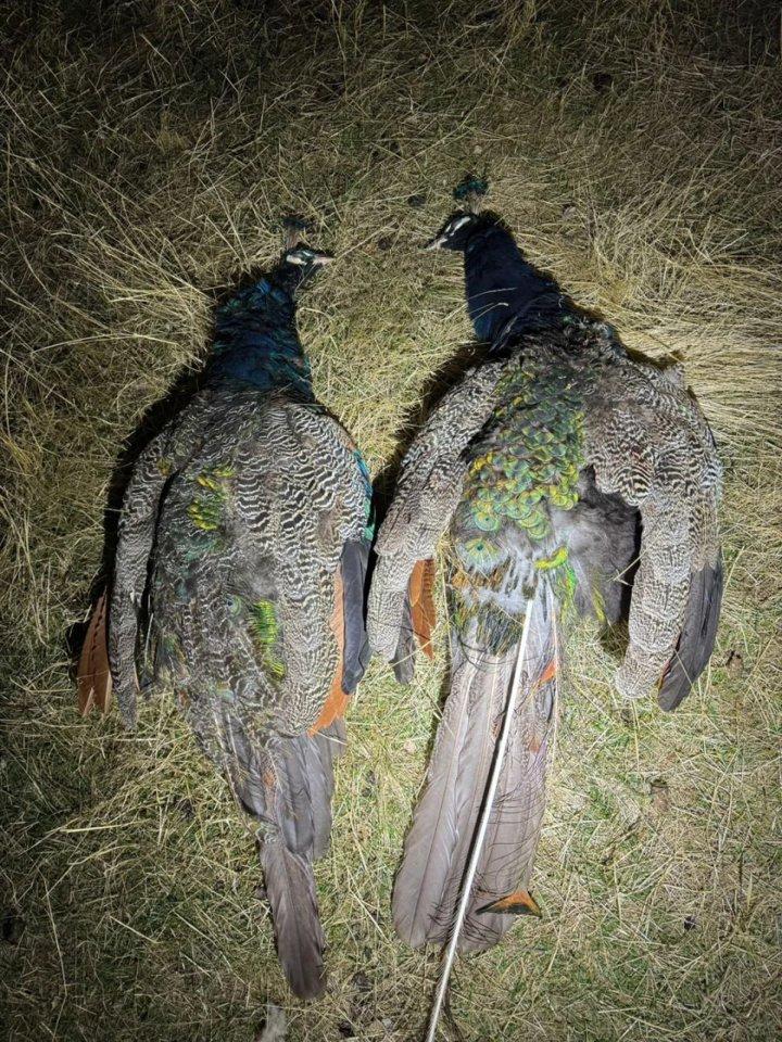 Acadia blue peacock