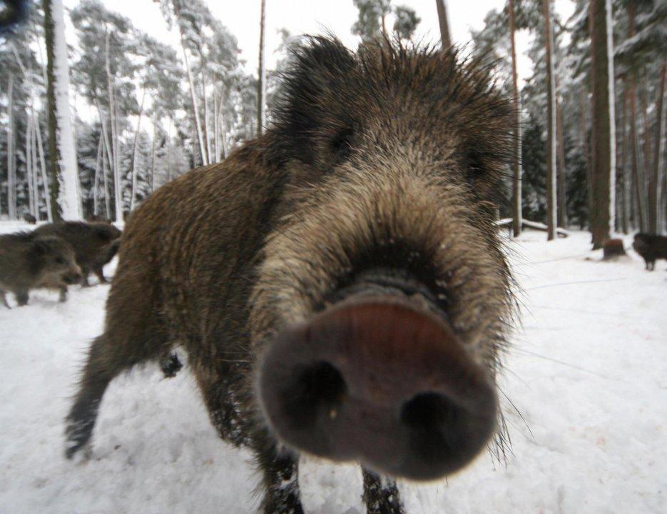 Jagd in Interlaken-Oberhasli (Kanton Bern), Schweiz: Regionale Eigenarten, Jägerschaft, Beutestrategien, Tierarten, Jagdperioden, Vereinigungen, Vorgaben und Traditionen