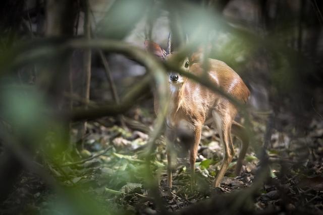 <strong>Hunting</strong> in Lomami: Geography and Natural Features, <strong>Hunting</strong> Demographics, and Game Species Diversity