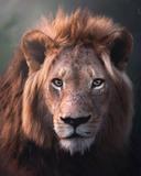 “Dreamy Atmosphere” 
The sun has already set and the king of the savannah is ready to protect his territory.  A beautiful male lion spotted a few days ago in South Africa