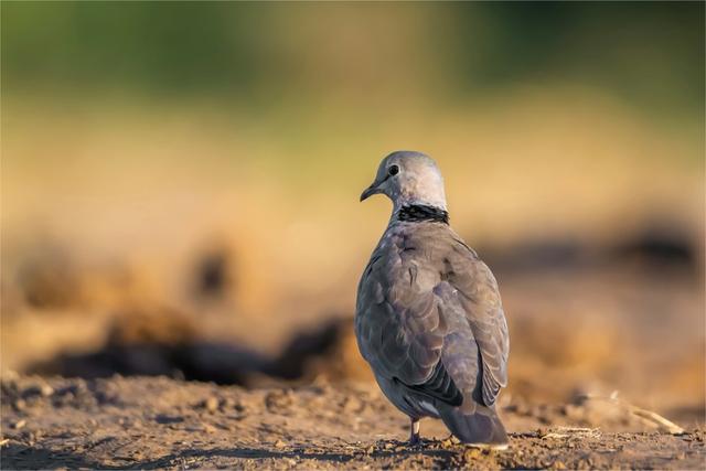 <strong>Hunting</strong> in SOUSSE: Game Species in Sousse, <strong>Hunting</strong> Seasons and Optimal Times of <strong>Hunting</strong> (PART II)