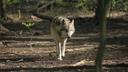 Wolves likely responsible for livestock predation in Colorado

What killed 18 cow calves near Meeker, Colorado? The livestock owner reported the depredation last Tuesday to Colorado Parks and Wildlife (CPW). While the deaths could be linked to wolves, it would mean that new wolves “have migrated into the state,” according to The Denver Post.

In 2020, CPW said that wolves had returned to the state after a confirmed sighting of six wolves near an animal carcass in Moffat County. The other known wolf pack resides in North Park near Walden with about eight members; however, they went missing after the pack killed “at least five cows and two dogs,” meaning that they were likely “illegally killed,” according to Michael Robinson with the Center for Biological Diversity. Robinson believes the Moffat pack, which has also disappeared, was also likely illegally killed as well. 

CPW spokesman Travis Duncan said that the current investigation spans two weeks and several miles on White River National Forest lands. Investigators are currently interviewing the livestock owner, “collecting evidence and scouting for scat and tracks in the area.”

Should investigators confirm that the depredation was a result of wolves, Duncan said that “given the recent sightings of the North Park pack and the distance to the Meeker area, it is likely that this is a second pack of wolves in Colorado.”

Additional information about the depredation and investigation are not available. Stay tuned to GOHUNT for further updates.