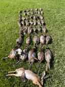 Small Game Hunting in Morocco: Rabbits, Partridges, and Quail

Morocco offers exciting opportunities for small game hunters, particularly those interested in pursuing rabbits, partridges, and quail. The varied terrain, from coastal plains to arid landscapes, provides diverse habitats for these species. Here's what you need to know to plan a successful small game hunt in Morocco.

Game Species Overview

Rabbits: Primarily the European rabbit (Oryctolagus cuniculus), found throughout Morocco in agricultural areas and scrubland.

Partridges: The most common is the Red-legged Partridge (Alectoris rufa), adapted to open, rocky terrain.

Quail: Common Quail (Coturnix coturnix) are migratory and present seasonally.

Hunting Season

The hunting season in Morocco is regulated and typically runs from October to January. Specific dates can vary slightly each year, so it's crucial to confirm the exact dates with local hunting authorities or your outfitter before planning your trip. Hunting is often restricted to certain days of the week (e.g., weekends).

Hunting Methods and Recommended Weapons

Driven Hunts: Often used for partridges and rabbits. Hunters are positioned strategically while drivers (local guides) move through the terrain to flush the game.

Walking Up: A classic method for quail and partridge, involving hunters walking through fields and brush, using dogs to locate and flush birds.

Rabbit Hunting with Ferrets: In some areas, ferrets are used to drive rabbits from their burrows.

Recommended Weapons:

Shotguns: 12-gauge or 20-gauge shotguns are standard for bird hunting.  Improved cylinder or modified chokes are generally suitable.

Ammunition: Use appropriate shot sizes for the game you are pursuing.   or .5 shot is common for partridge and quail, while  or  might be preferred for rabbits.

Rifles: small caliber rifle may be used for rabbits when stationary if permitted. check regulations.

Hunting Locations

Coastal Plains: Areas near the coast offer good habitat for rabbits and quail.

Atlas Mountains Foothills: The foothills of the Atlas Mountains provide excellent partridge hunting terrain.

Agricultural Areas: Farmland with hedgerows and cover often holds rabbits and partridges.

Specific Regions: Popular hunting regions include the areas around Marrakech, Agadir, and the eastern plains. Your outfitter will have detailed knowledge of specific areas with high game populations.

Costs and Logistics

Hunting Licenses: A Moroccan hunting license is required. Your outfitter will typically handle the application process.

Outfitters: Using a reputable outfitter is highly recommended. They provide access to hunting areas, arrange licenses, provide guides, and handle logistics.

Daily Rates: Expect to pay daily rates that cover guiding, transportation within the hunting area, and potentially meals and accommodation. These rates can vary significantly depending on the outfitter and the level of service provided.

Accommodation: Options range from basic hunting lodges to more luxurious hotels, depending on your budget and preferences.

Travel: International flights to major Moroccan cities like Marrakech or Casablanca are readily available. From there, you'll typically travel to the hunting area by vehicle.

Trophy Handling

Game Meat: You are generally allowed to keep the game meat harvested during your hunt.  Your outfitter can assist with processing and packaging the meat for transport.

Export Restrictions: Be aware of any restrictions on exporting game trophies or meat from Morocco. It's best to check with local authorities or your outfitter for the most up-to-date information.

Important Considerations

Firearm Regulations: Morocco has strict firearm regulations. It's essential to declare your firearms upon arrival and obtain the necessary permits. Your outfitter will typically assist with this process.

Language: While some Moroccans speak English or French, having some basic Arabic phrases can be helpful.

Physical Fitness: Be prepared for walking and hiking in potentially challenging terrain.

Weather: The hunting season coincides with Morocco's cooler months, but temperatures can still vary. Pack layers of clothing to adapt to changing conditions.

Conclusion

Small game hunting in Morocco offers a unique and rewarding experience for avid hunters. By understanding the game species, hunting seasons, methods, and regulations, you can plan a memorable and successful hunting trip. Working with a reputable outfitter is highly recommended to ensure a smooth and enjoyable experience.
