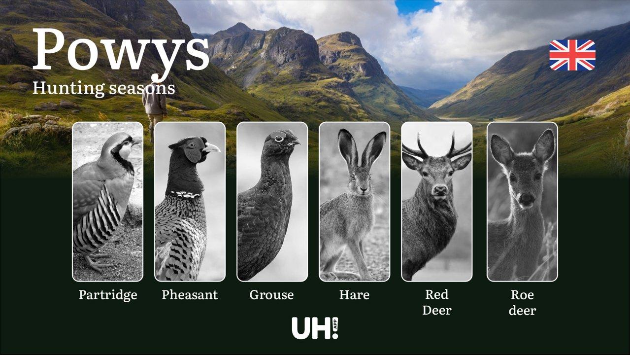 Powys Hunting Seasons: Dates, Licenses, Rules & Best Times to Hunt in Wales’ Wild Country