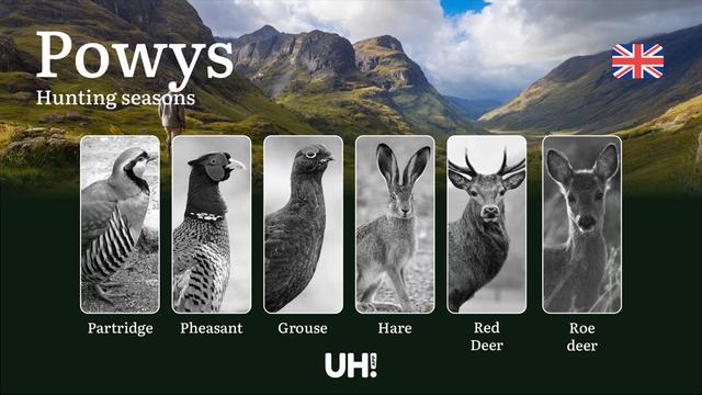 Powys Hunting Seasons: Dates, Licenses, Rules & Best Times to Hunt in Wales’ Wild Country