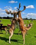Dancing deer. Two Phoenix Park Fallow Bucks boxing. Normally this behaviour is to protect growing antlers but it is also used to gain hierarchy in the herd.
