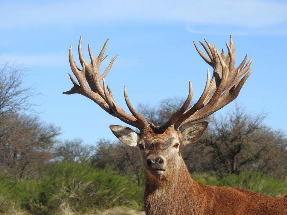 Jagd im Bezirk Sissach (Kanton Basel-Landschaft), Schweiz: Jagdgesetze, Jagdstrategien, Wildarten, Jagdsaisons, Verbände, Vorschriften und Jagdtraditionen