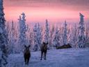 Nice bit of wildlife spotted between Caribou Creek and Eureka

Photo - Brian E Reed