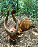 Bongo Hunting in Africa: Methods, Locations, Season, Costs. A Comprehensive Guide for Trophy Hunters

Introduction

The Bongo (Tragelaphus eurycerus) is a magnificent antelope, celebrated for its striking reddish-brown coat, white stripes, and spiraled horns. Found in the dense forests of Central and West Africa, it is one of the most sought-after and challenging trophies for hunters. This guide provides a comprehensive overview of Bongo hunting, covering everything from hunting methods to the best locations and costs involved.

Understanding the Bongo

The Bongo is the largest of the forest antelopes. Both males and females have horns, though the males' horns are typically larger and more impressive. These elusive creatures are primarily nocturnal or crepuscular, making them difficult to spot during the day.

Habitat: Dense rainforests, bamboo thickets, and swampy areas.

Behavior: Primarily solitary or found in small family groups. They are shy and wary, quick to disappear into dense cover.

Hunting Methods

Bongo hunting is notoriously difficult due to their habitat and elusive nature. Here are the primary hunting methods:

Tracking: Following fresh tracks through the forest is a traditional method. This requires skilled trackers and can be a slow, arduous process.

Baiting: Setting up bait stations with salt licks or other attractants near known Bongo trails can lure them into open areas for a shot.

Still Hunting: Positioning oneself in an area with high Bongo activity, such as near water sources or feeding areas, and waiting patiently for an opportunity.

Using Dogs: In some areas, trained dogs are used to flush Bongos out of dense cover. This method requires careful management to ensure ethical hunting practices.

Where to Hunt

Bongo hunting is primarily conducted in Central and West Africa. Here are some of the top destinations:

Cameroon: Known for its dense rainforests and healthy Bongo populations.

Central African Republic (CAR): Offers some of the best opportunities for Bongo hunting.

Gabon: Home to a significant Bongo population and several reputable hunting outfitters.

Republic of Congo (Brazzaville): A prime destination with vast tracts of untouched rainforest.

Hunting Season

The hunting season for Bongo typically runs from:

January to May in the CAR and Cameroon.

Varies in other countries, so it's essential to check with local authorities and outfitters.

Firearms and Ammunition

Choosing the right firearm and ammunition is crucial for a successful Bongo hunt.

Caliber: A .300 Winchester Magnum, .338 Winchester Magnum, or similar caliber is recommended. These provide sufficient stopping power for a quick, ethical kill.

Bullet Weight: Use premium-quality, controlled-expansion bullets weighing between 180 and 225 grains.

Rifle Setup: A reliable, accurate rifle with a low-magnification scope (1-4x or 2-7x) is ideal for hunting in dense cover.

Best Hunting Locations

Southeast Cameroon: Offers some of the highest success rates for Bongo.

Northern CAR: Known for its vast wilderness areas and healthy wildlife populations.

Interior Gabon: Provides a true wilderness experience with excellent Bongo hunting opportunities.

Costs

Bongo hunts are generally expensive due to the remote locations, specialized tracking, and high demand.

Trophy Fees: Range from 15000 - 30,000.

Daily Rates: Expect to pay 1000 - 2,000 per day.

Package Deals: Some outfitters offer all-inclusive packages that can range from 30000 - 50,000 or more.

Additional Costs: Include airfare, permits, licenses, trophy preparation, and shipping.

Trophy Care

Proper trophy care is essential to preserve your Bongo trophy.

Field Preparation: Skinning and salting should be done carefully by experienced taxidermists in Africa.

Shipping: Ensure your trophy is properly treated and packaged for international shipping.

Taxidermy: Choose a reputable taxidermist who specializes in African game.

Ethical Considerations

Fair Chase: Bongo hunting should always be conducted ethically and in accordance with local laws and regulations.

Conservation: Support outfitters and organizations that promote sustainable hunting practices and conservation efforts.

Respect: Treat the local communities and wildlife with respect.

Conclusion

Bongo hunting in Africa is an adventure of a lifetime. With careful planning, the right equipment, and a commitment to ethical hunting practices, you can pursue one of the most prized trophies on the continent. #bongo