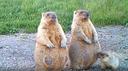Marmots are mammals, representatives of the order of rodents of the squirrel family.