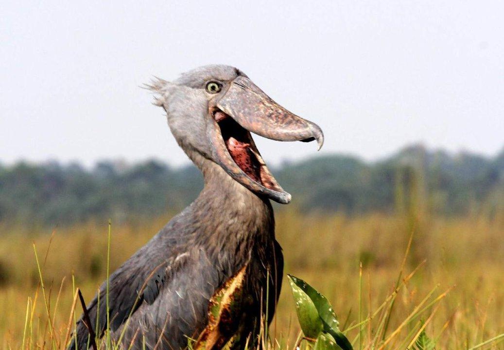 Hunting in Kaliro, Uganda: Unveiling a Hidden Gem for Unforgettable Hunting Adventures and Cultural Immersion