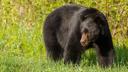 New Jersey to reinstate black bear season

New Jersey’s annual black bear hunt is back on. The announcement came yesterday from Governor Phil Murphy, who opposed the hunt