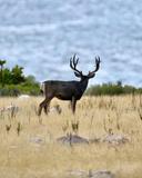 Such a thrill to catch this buck with the lake in the background 🦌🙏💫.  Always an adventure! 
#muledeerbuck #lake #lucky #wildlifephotography 