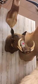 Taxidermy For Sale