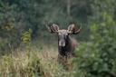 Põder (Alces alces) on hirvlaste sugukonda põdra perekonda kuuluv imetaja. Põder on suurim hirvlane. Samuti on ta suurim maismaaimetaja Euroopas. Põder on pikkade jalgade
