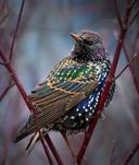 European Starling.