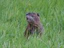 Una marmota en el Avesnois hola hola!!! 😅
¡Primera observación de un coipo con gran proximidad, una tarde mientras exploraba el bocage de l'Avesnois! 😲