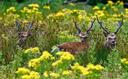 Cheeky stag. A ground of wild County Kerry Sika stags photographed in a field ragwort this week. 

Photograph thanks to Críostóir Grayson