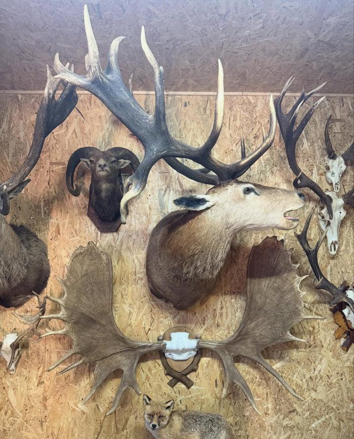 Taxidermy: Turning Your Kill into a Lasting Trophy