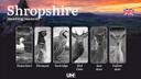 Shropshire Hunting: Season Dates, Game Activity Patterns and License Requirements for Regional Hunters

Shropshire, a picturesque county in England, offers rich hunting o