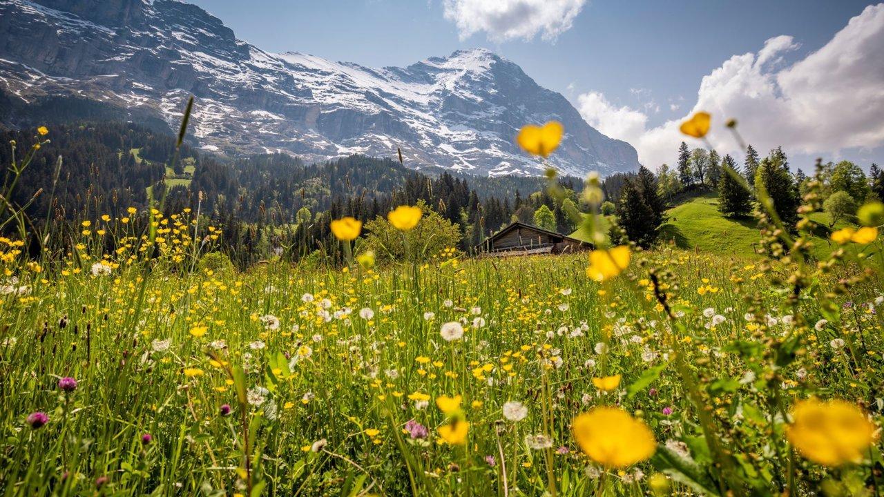 Jagd im Sarine (Kanton Freiburg), Schweiz: Besonderheiten, Bewohnerschaft, Jagdansätze, Wildleben, Jagdperioden, Vereinswesen und Traditionen