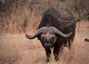 Hunting in Manicaland: Discover the Hunting Seasons and Time-Honored Traditions of the Area 

Manicaland, located in eastern Zimbabwe, is a paradise for hunters seeking a